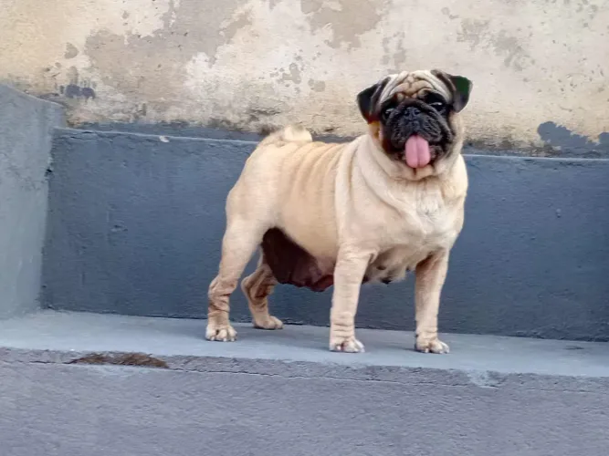 Criação de Pug macho e fêmea 