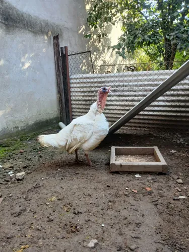 Vendo peru macho albino