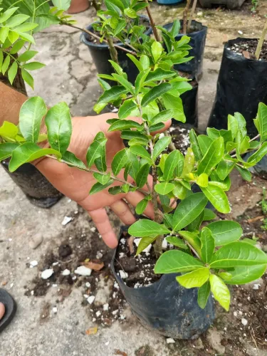 Acerola muda enxertada 30cm - Pronta Entrega!