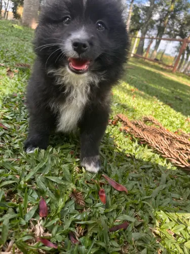 Spitz alemão Macho