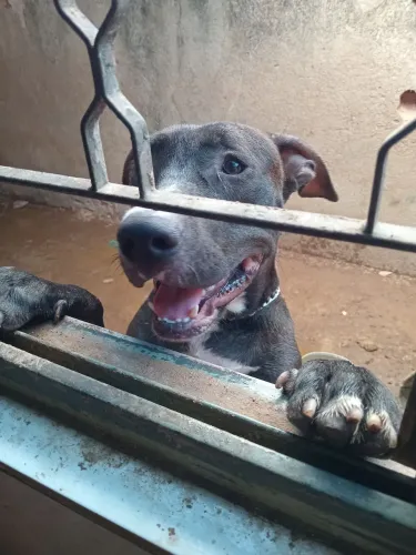 Doação de pet.