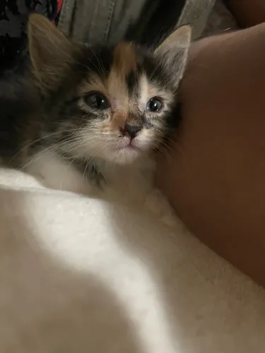 Gatinha para adoção