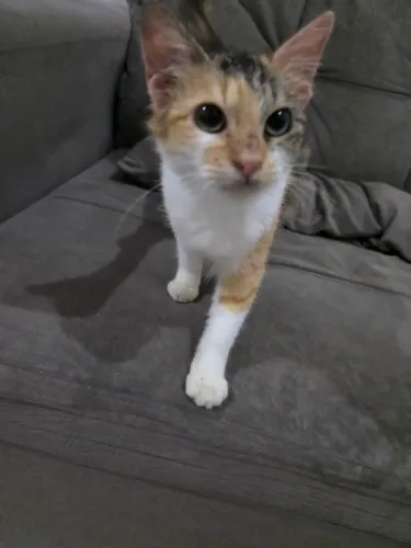 Filhote de gato para doação