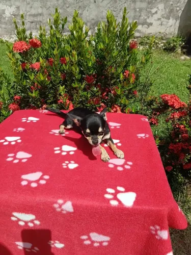 Filhote de Chihuahua 