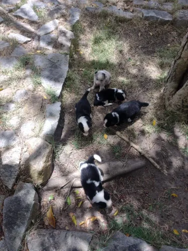 FILHOTES DE BORDER COLLIE