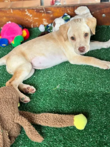 Labrador caramelo 