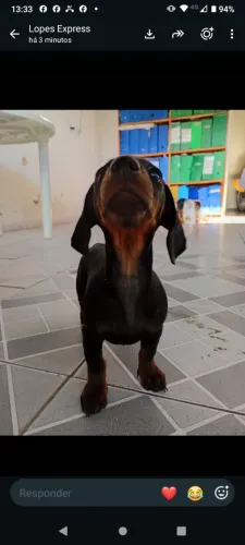 Cachorrinha salsicha (raça pura)