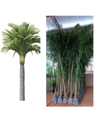 Muda Palmeira Imperial