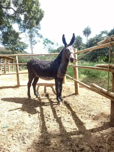 Jumento Preto Produção comprovada 