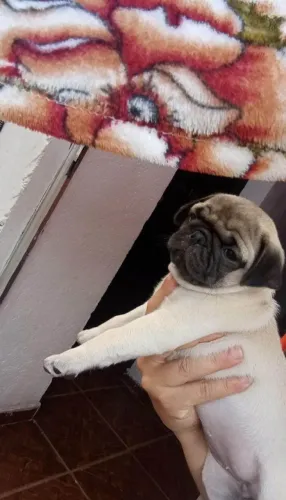 Filhote Pug, Se prepare para lambidas e pulinhos de alegria todos os dias!