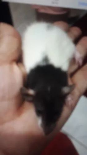 Rato twister fofos