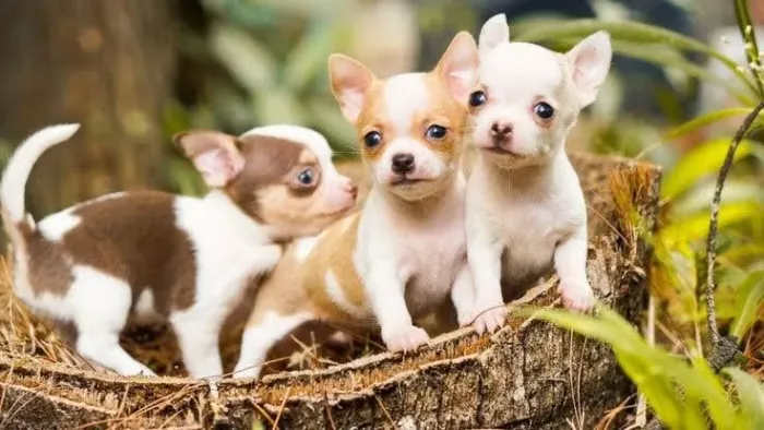 Cachorro filhote Chihuahua com ótima genética e saúde garantida
