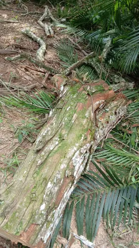 Poda em geral e supressão de arvore jeremias poda