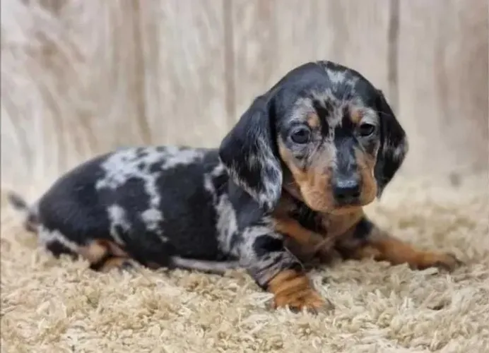 Basset Dachshund Filhotes Compridinhos Perfeitos.