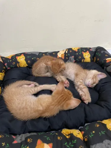 gatinhos laranja 