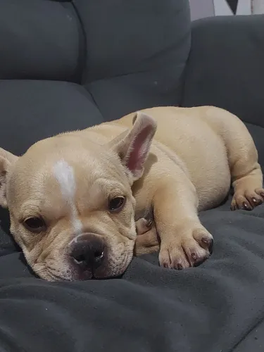 American bully micro 