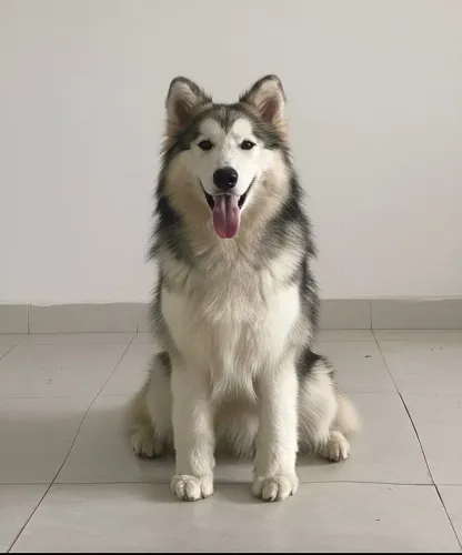 Filhotes de Malamute do Alasca