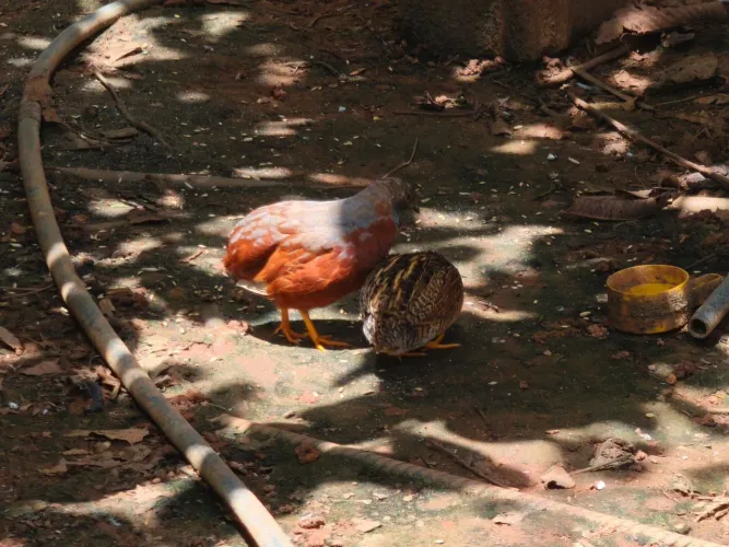 Codornas Chinesas 
