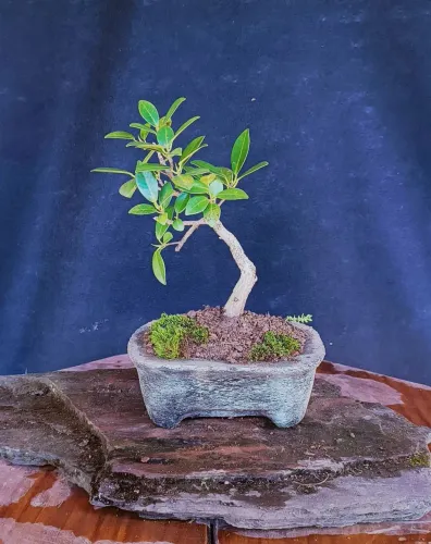 Bonsai Ficus Green Island