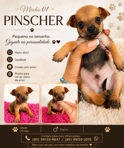 Filhotes de Pinscher 