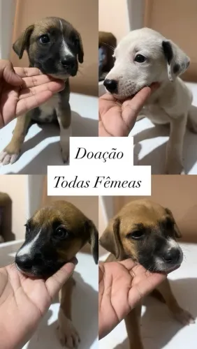 DOAÇÃO FILHOTES 