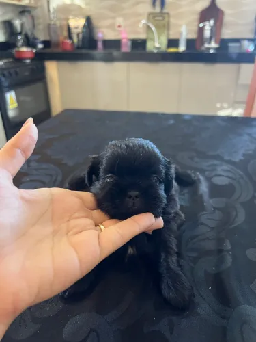 Shihtzu macho