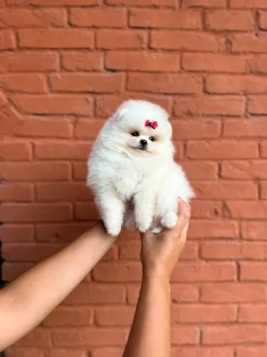 LULU DA POMERÂNIA URSINHO!!!