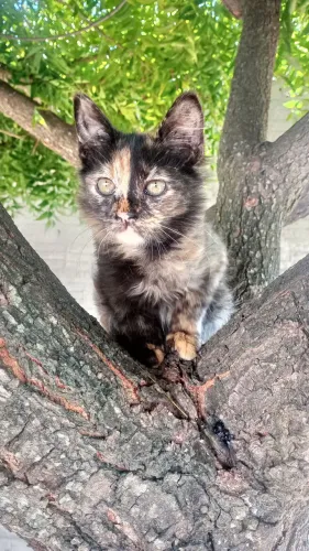 Gatinhas com 06 meses de idade na zona norte de Natal para adoção.
