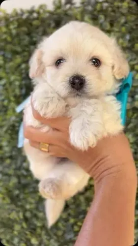 Poodle toy filhotes 