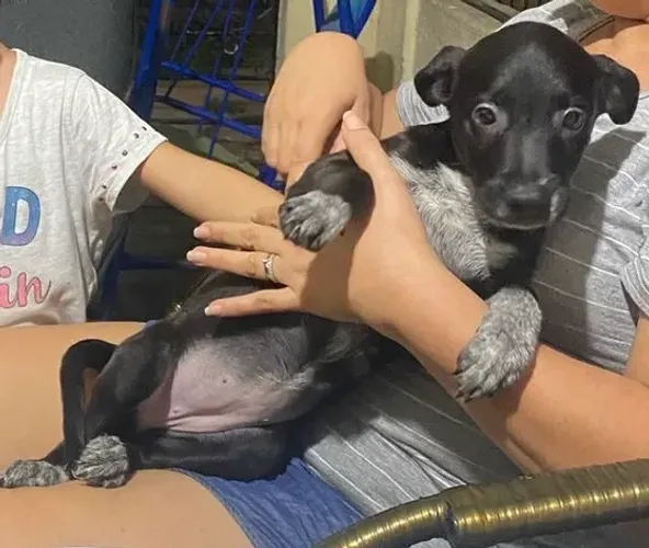 Filhote Boder collie pêlo curto