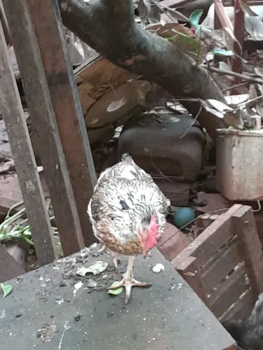 Galinhas para o abate