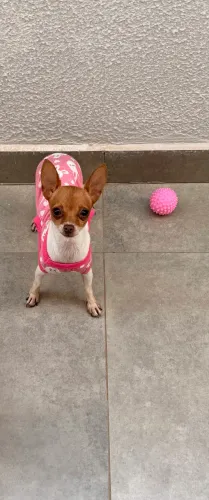 Pinscher 0 fêmea