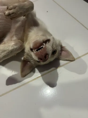 Adoção