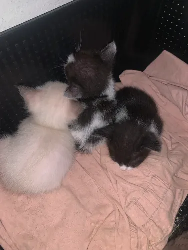 gatos filhotes