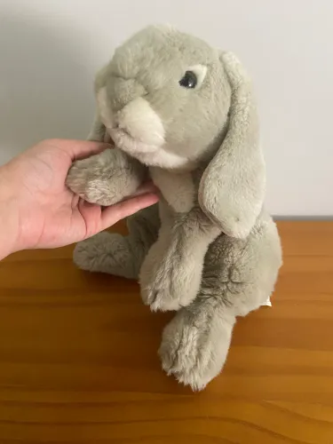 Coelhinho muito fofinho