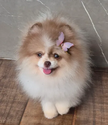 Lulu da pomerânia fêmea