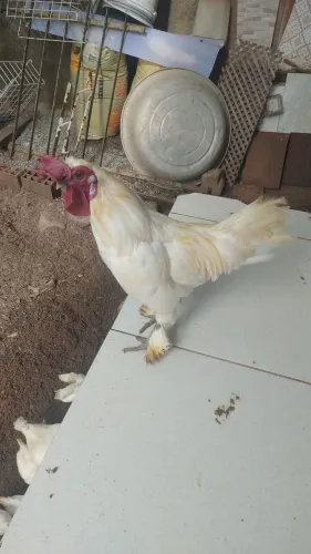 Galo raça Sedosa