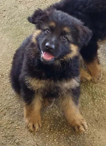 Pastor Alemão