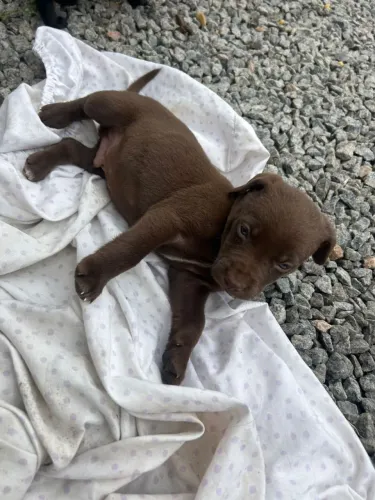 Doação de cachorrinhos 1 mês e 15 dias mistura com poodle