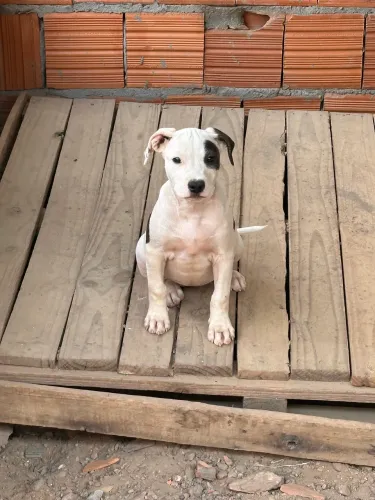 Pitbull com American bully