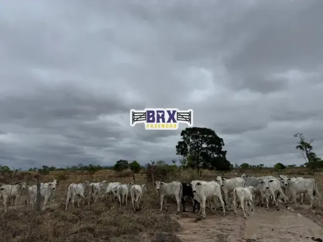 Fazenda à venda Formosa/GO, com 148 alqueires, Dupla aptidão.