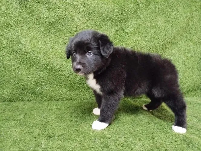 Border Collie Chamar whats *