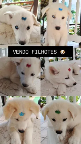 Vendo filhotes pastor suíço