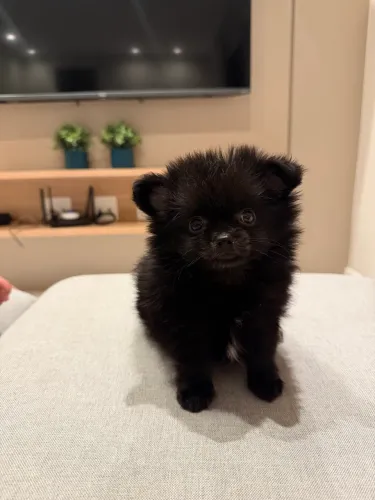 Lulu da pomerania