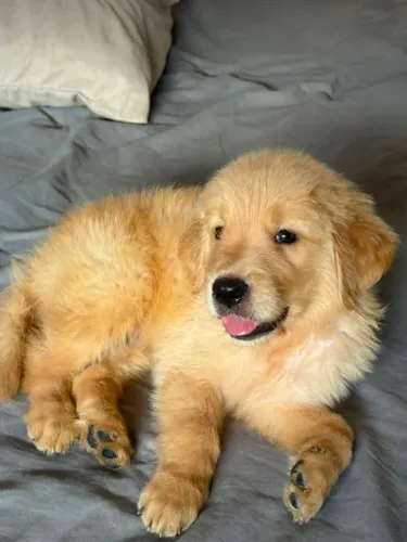 Filhotes de Golden Retriever