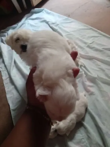 Cachorro shituz 