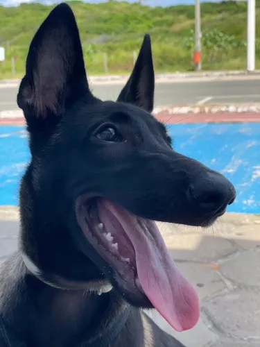 Belga malinois 