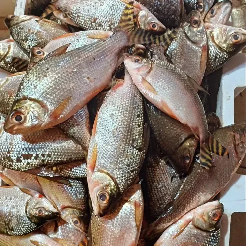Tratar peixe