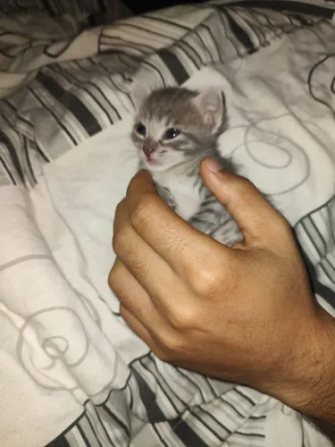 5 gatinhos filhotes pra adoção, 3 machos e duas fêmeas