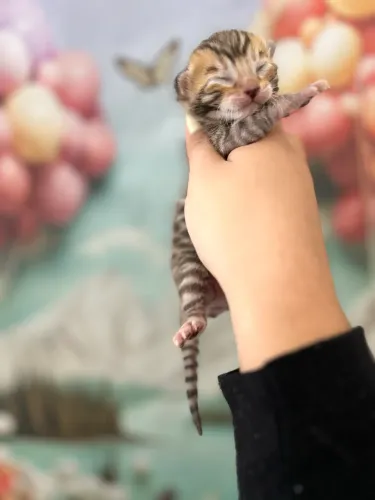 Bengal Fêmeas 